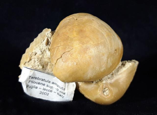 Terebratula ampulla (BROCCHI 1814) - Bild © FossNet FossilienStore